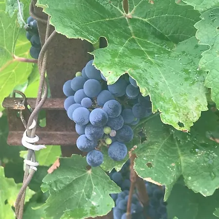 Nocleg ze śniadaniem Domaine De Peilhan