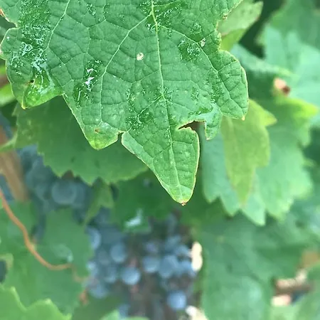 Nocleg ze śniadaniem Domaine De Peilhan *