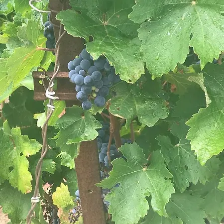 Domaine De Peilhan Nocleg ze śniadaniem *