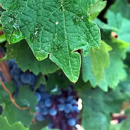 Domaine De Peilhan