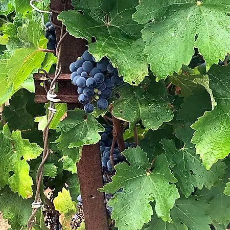 Domaine De Peilhan Roujan