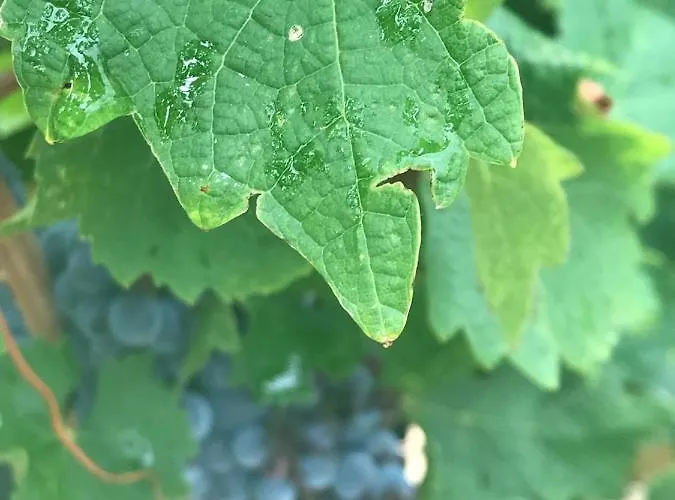 Nocleg ze śniadaniem Domaine De Peilhan 3*
